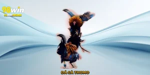 Đá gà Thomo