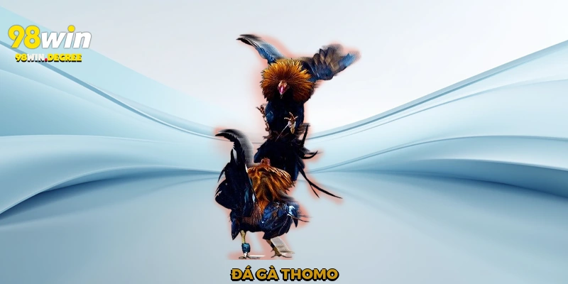 Đá gà Thomo