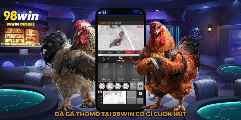 Đá Gà Thomo - Hồi Hộp Từng Giây Phút Cùng 98Win 2 Đá gà Thomo tại 98Win có gì cuốn hút?
