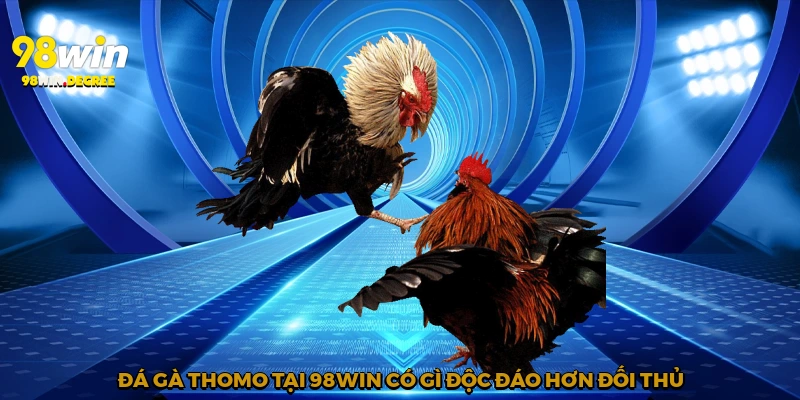 Đá Gà Thomo - Hồi Hộp Từng Giây Phút Cùng 98Win 4 Đá gà Thomo tại 98Win có gì độc đáo hơn đối thủ?