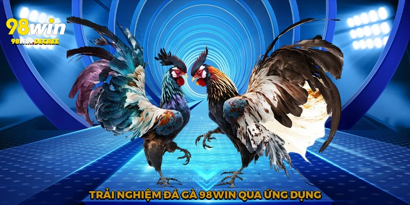 Trải nghiệm đá gà 98Win qua ứng dụng